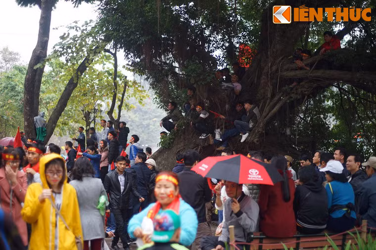 Một cây cổ thụ "cõng" cả chục khán giả.