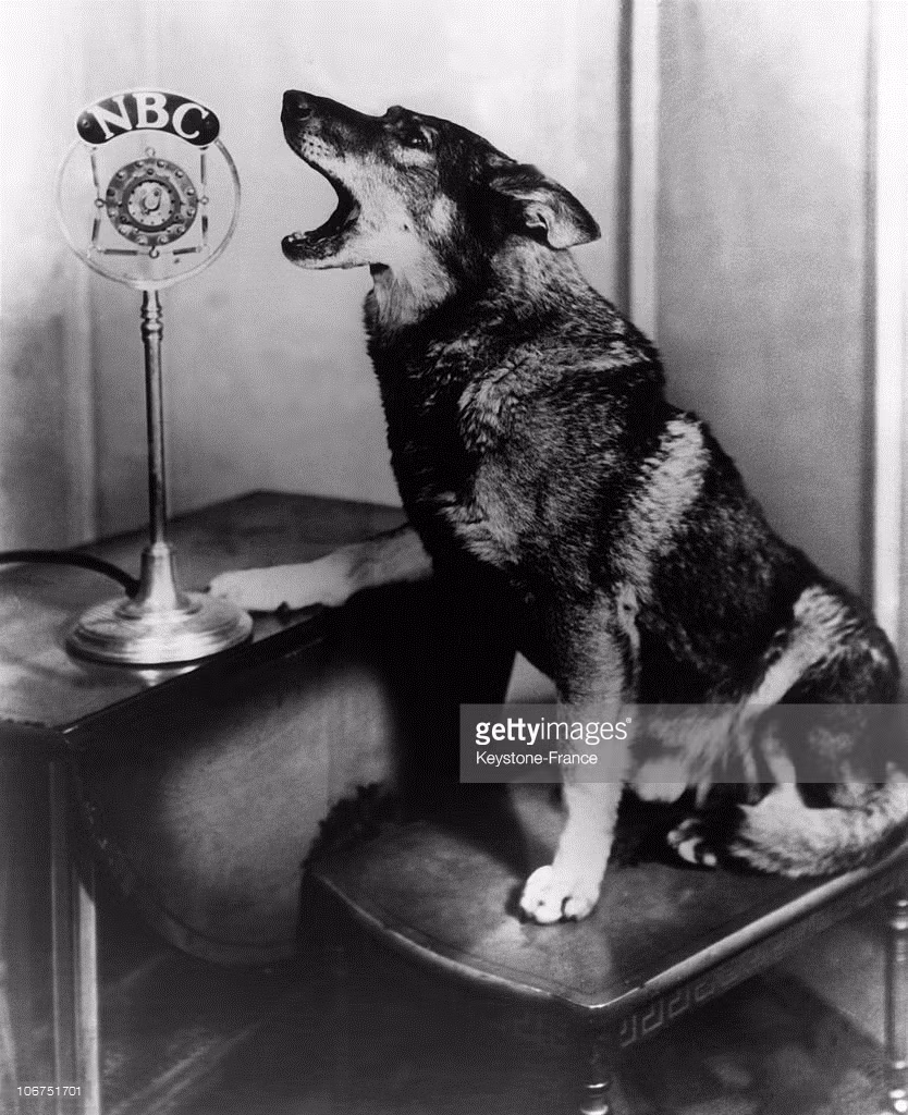 Chú chó nổi tiếng Rintintin trong một buổi ghi hình tại đài phát thanh NBC ở Mỹ, 1931. Ảnh: Getty.