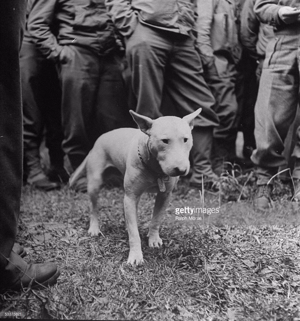 Chú chó của tướng Mỹ George Patton sau cuộc đổ bộ Normandy ở Pháo thời Thế chiến II. Ảnh: Getty.