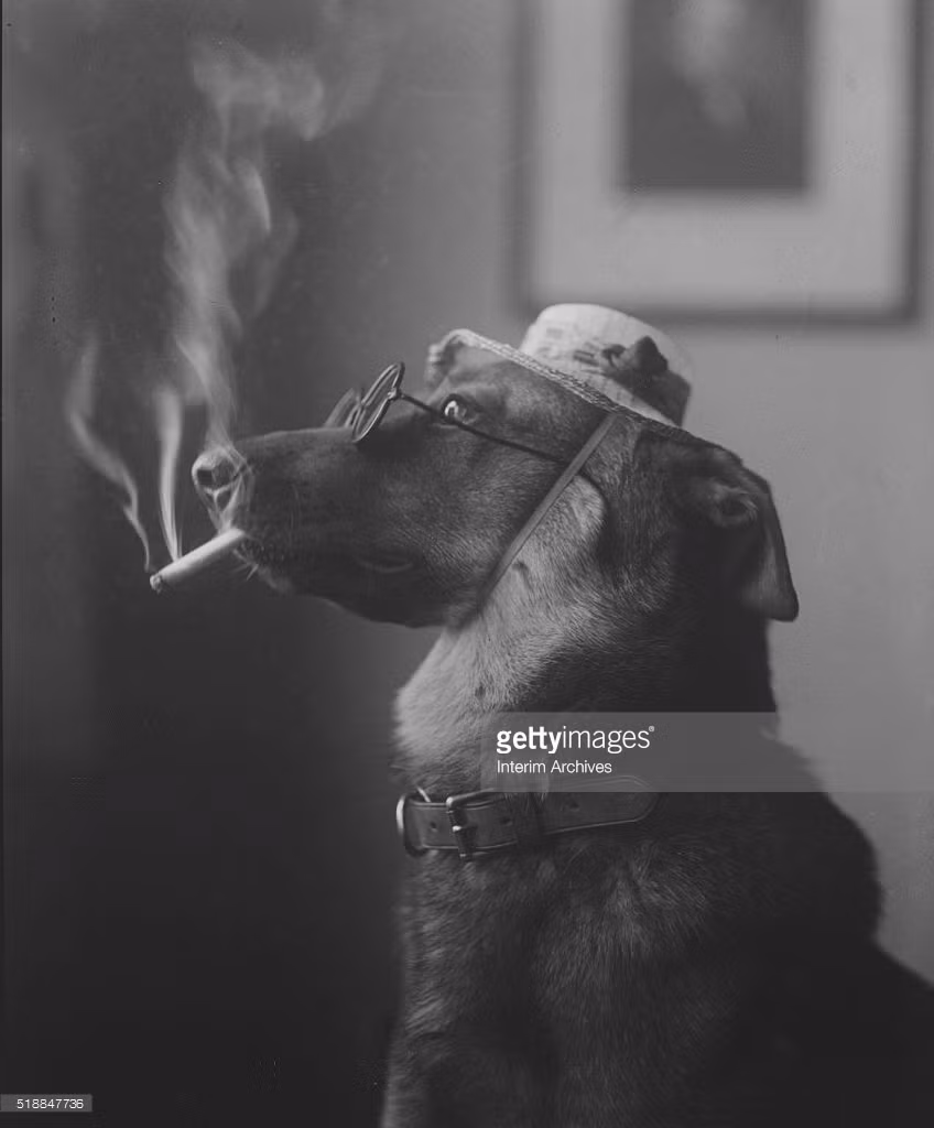 Chú chó ra dáng "quý ông" với điếu thuốc phì phéo trên môi trong một bức ảnh chụp cho tạp chí, 1923. Ảnh: Getty.