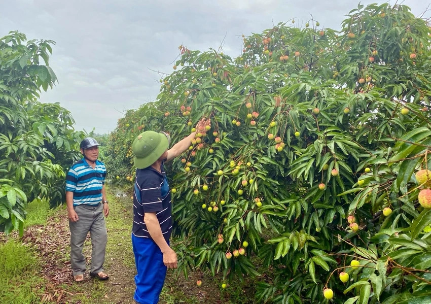 Vải thiều Thanh Hà được mùa nhưng mất giá Vai thieu Thanh Ha duoc mua nhung mat gia