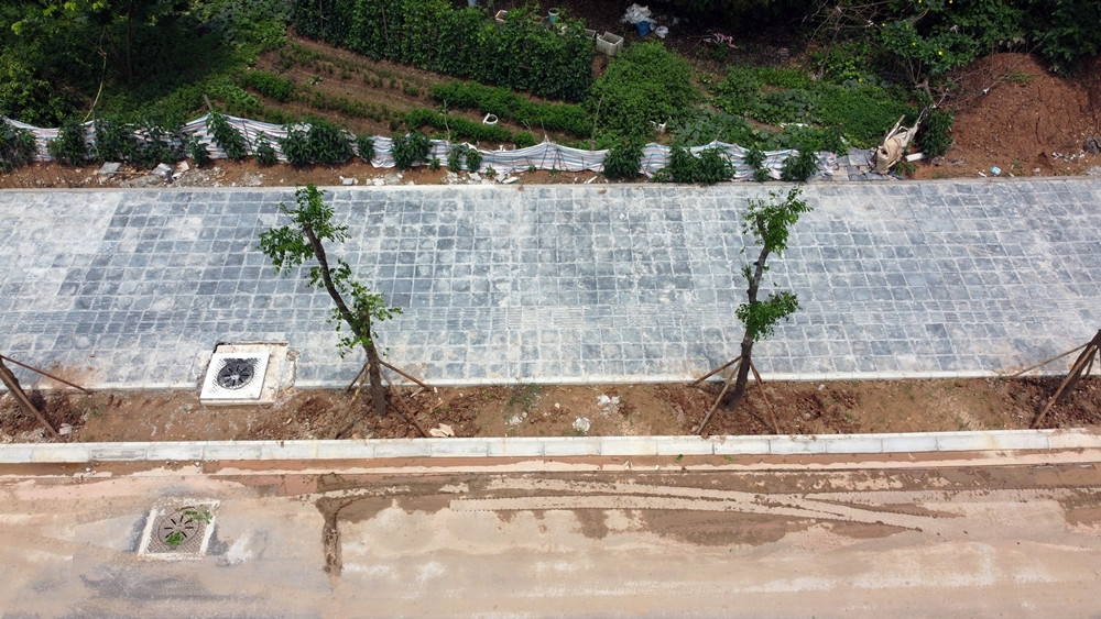 Cây xây công trình được trồng theo thiết kế đã mọc lá xanh.