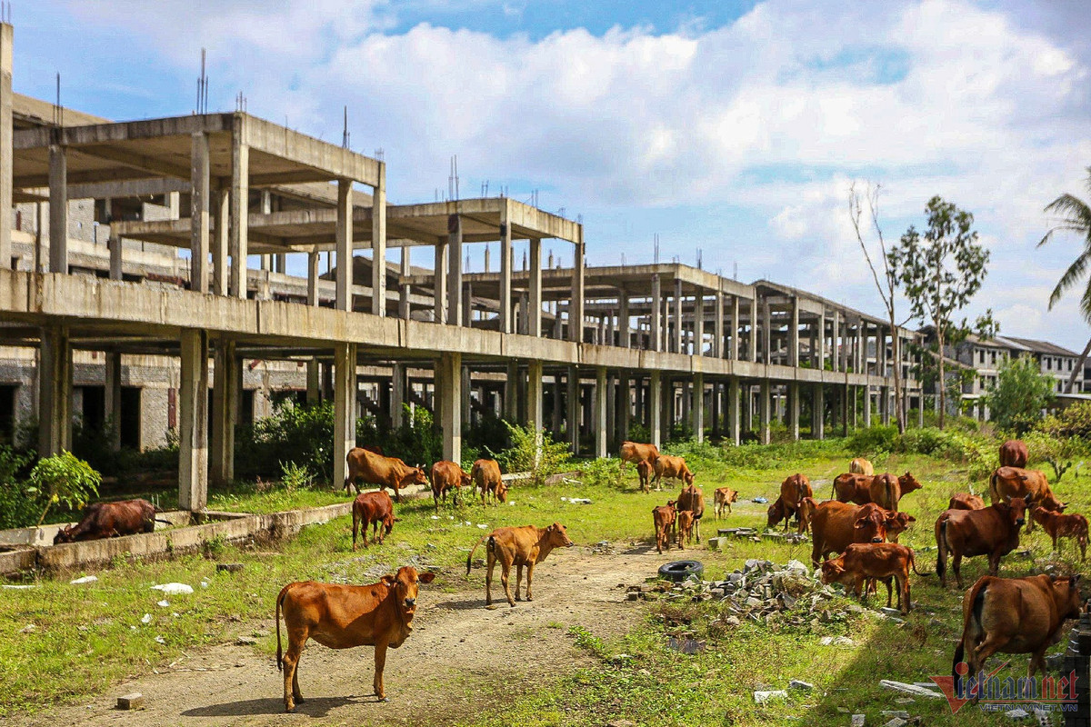 Do nhiều dãy nhà, biệt thự bị bỏ hoang, cỏ mọc um tùm nên người dân đã tận dụng làm nơi chăn thả gia súc. (Ảnh: Vietnamnet).