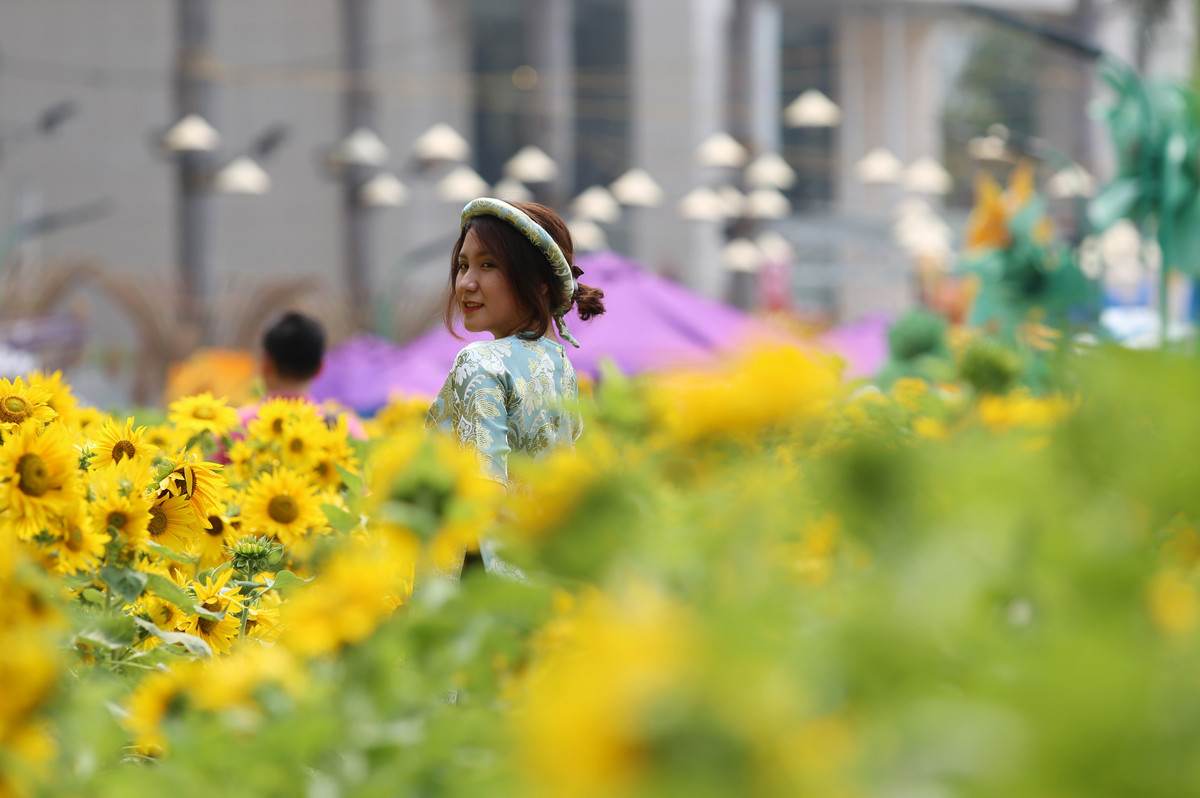 Thiếu nữ xinh đẹp bên vườn hoa hướng dương.