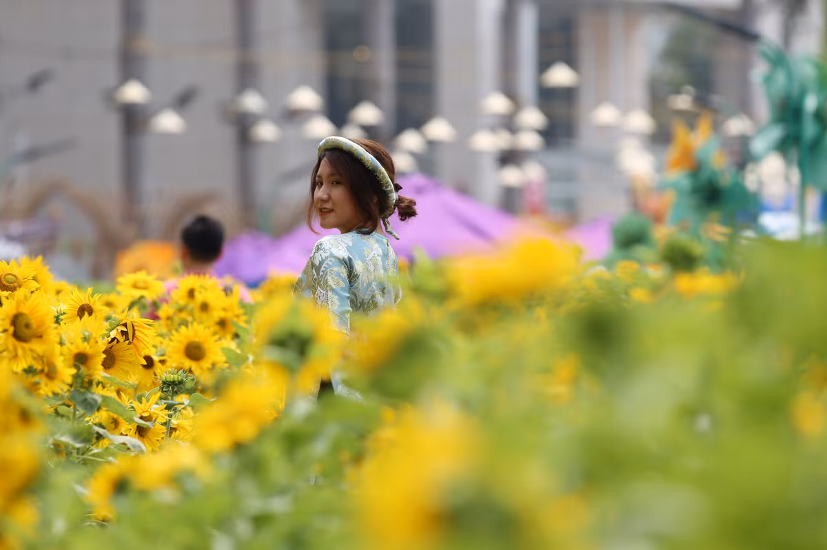 Thiếu nữ xinh đẹp bên vườn hoa hướng dương.