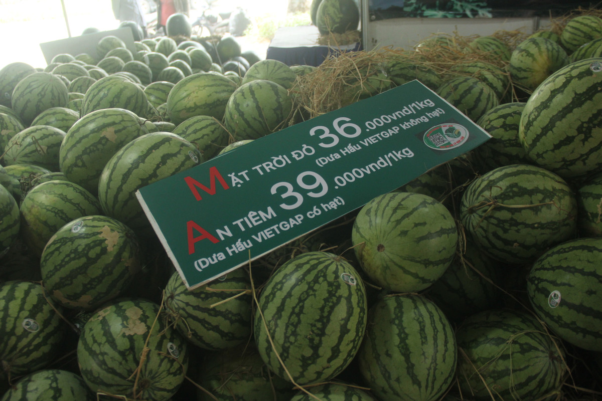  p.p1 {margin: 0.0px 0.0px 0.0px 0.0px; font: 20.0px Times} Dưa hấu được anh Thọ bán đều đạt chuẩn Viet Gap, dưa An Tiêm nặng khoảng 8-14kg/1 trái, giá bán 39.000 đồng/kg. Dưa mặt trời đỏ bán với giá 36.000 đồng/trái. 