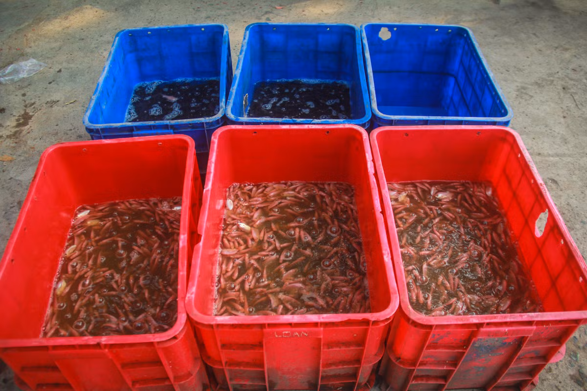 Buc xuc canh chich dien bat ca chep ngay ong Cong, ong Tao-Hinh-7