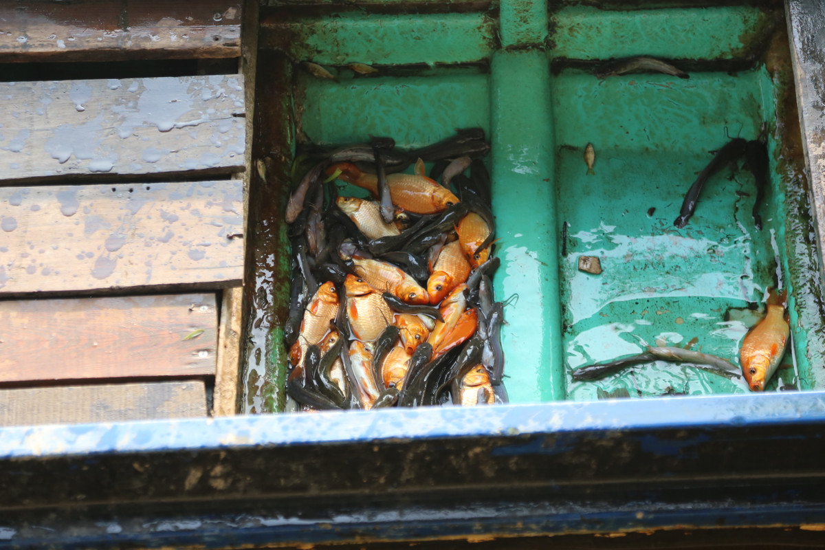 Buc xuc canh chich dien bat ca chep ngay ong Cong, ong Tao-Hinh-17