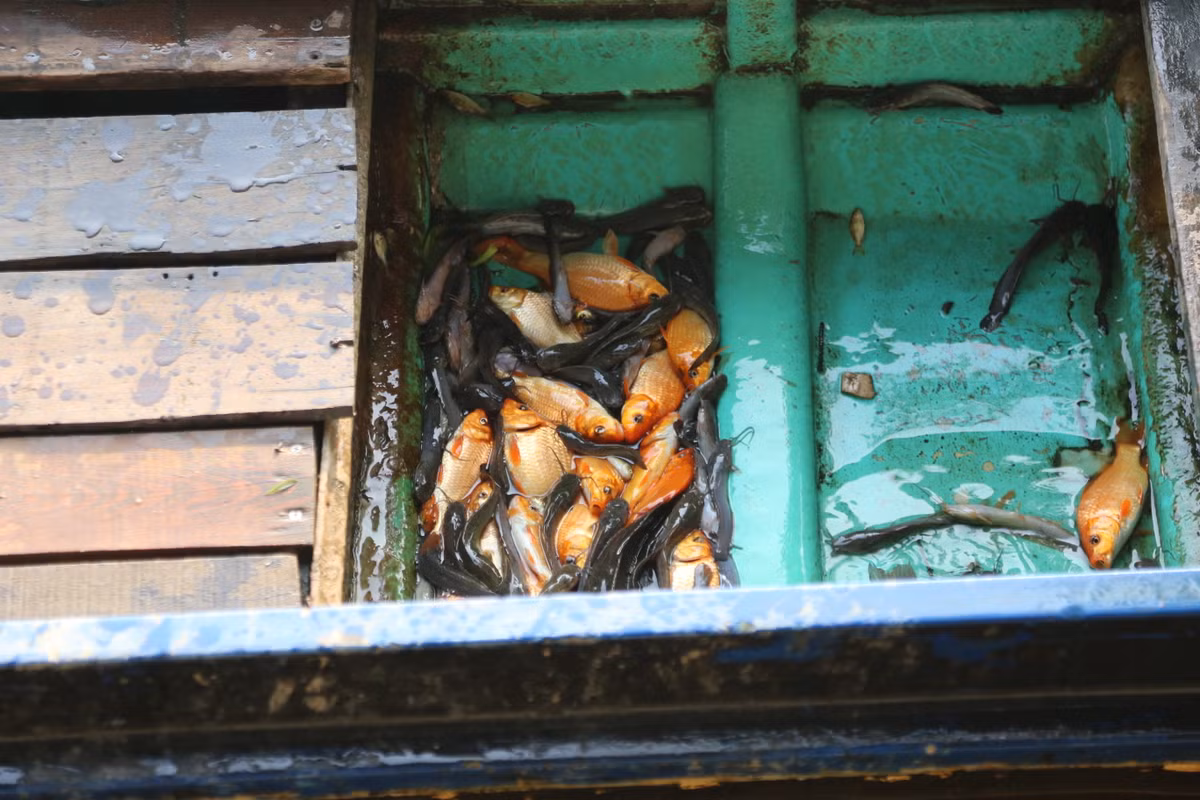 Buc xuc canh chich dien bat ca chep ngay ong Cong, ong Tao-Hinh-17