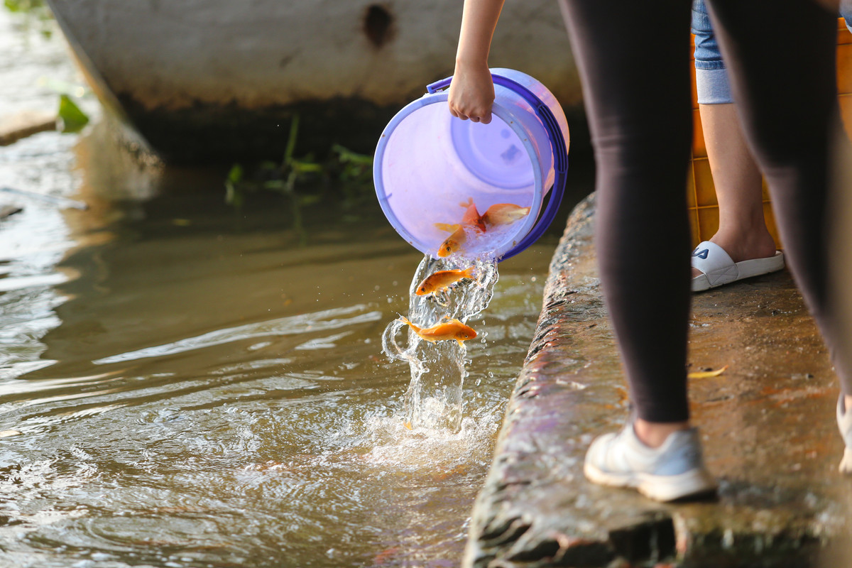 Buc xuc canh chich dien bat ca chep ngay ong Cong, ong Tao-Hinh-8