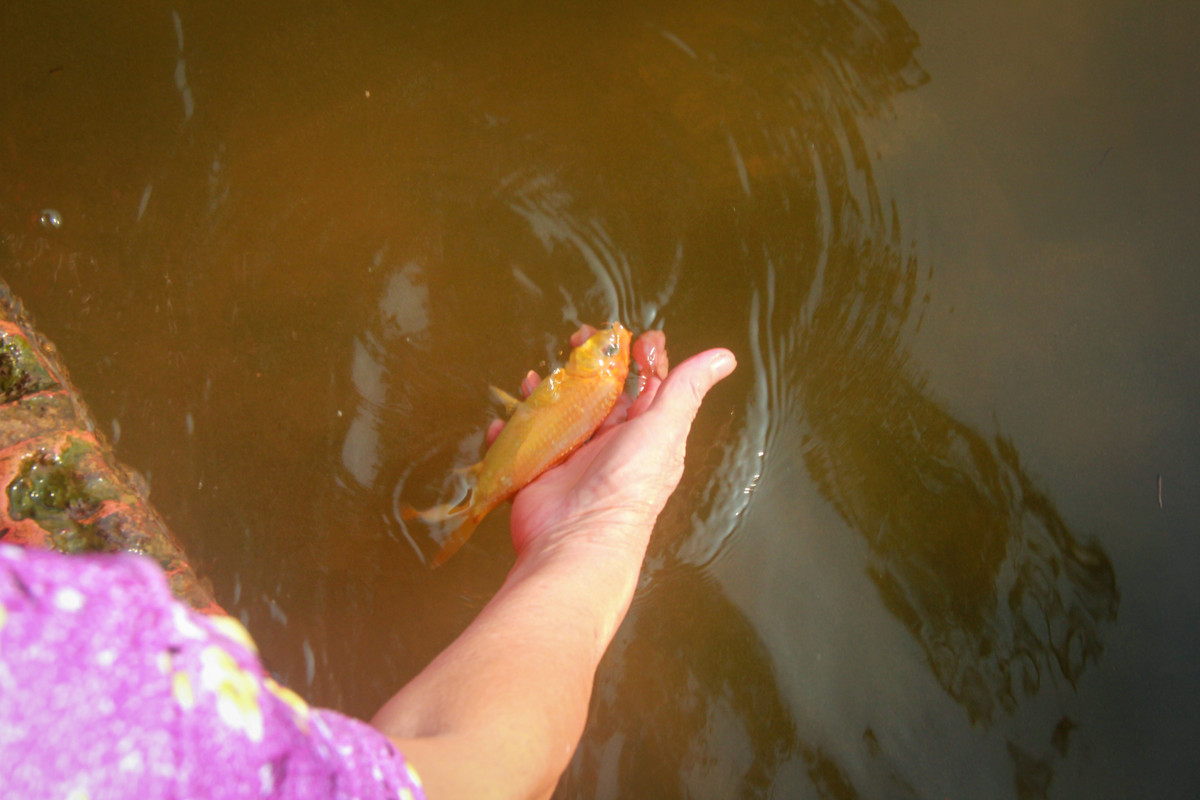 Buc xuc canh chich dien bat ca chep ngay ong Cong, ong Tao-Hinh-12