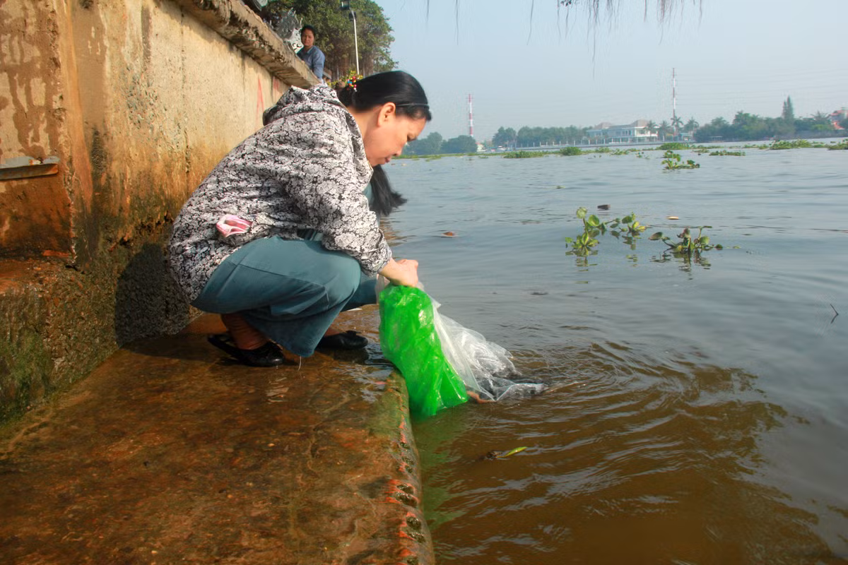 Buc xuc canh chich dien bat ca chep ngay ong Cong, ong Tao-Hinh-3