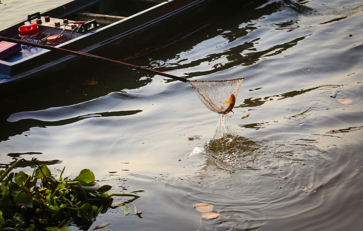 Buc xuc canh chich dien bat ca chep ngay ong Cong, ong Tao-Hinh-16