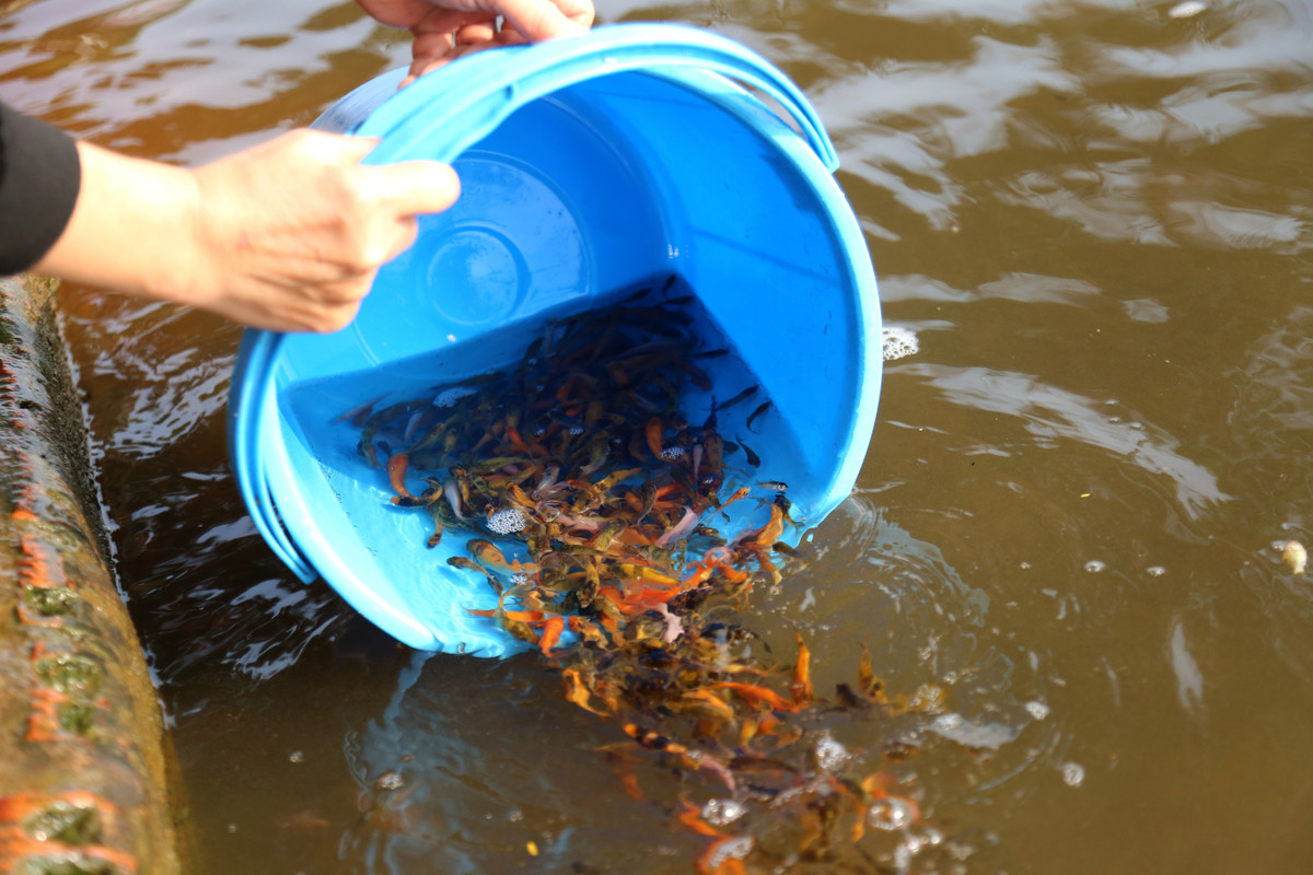 Buc xuc canh chich dien bat ca chep ngay ong Cong, ong Tao-Hinh-4