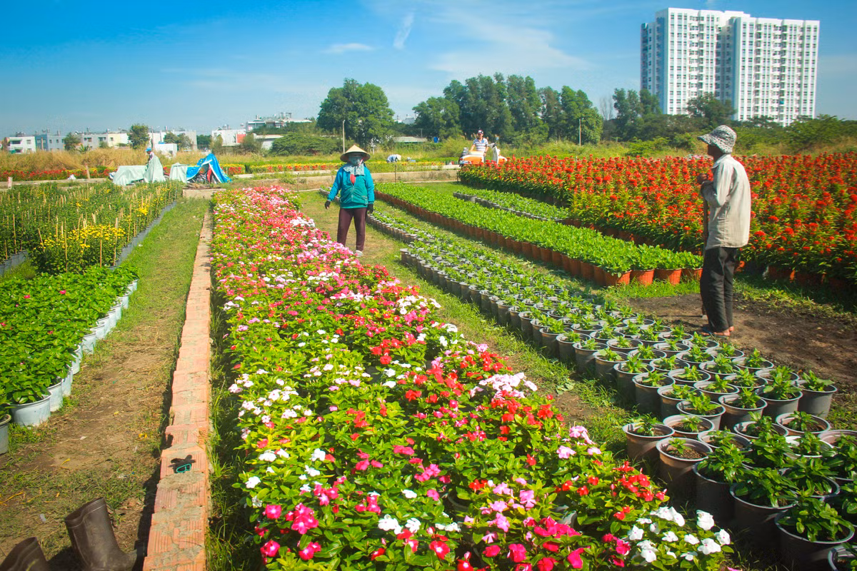 Lang hoa Sai Gon tat bat nhung ngay giap Tet Canh Ty 2020