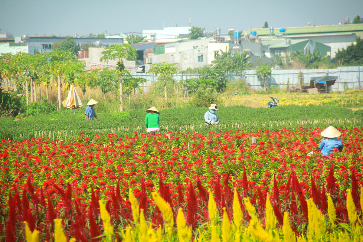 Lang hoa Sai Gon tat bat nhung ngay giap Tet Canh Ty 2020-Hinh-5