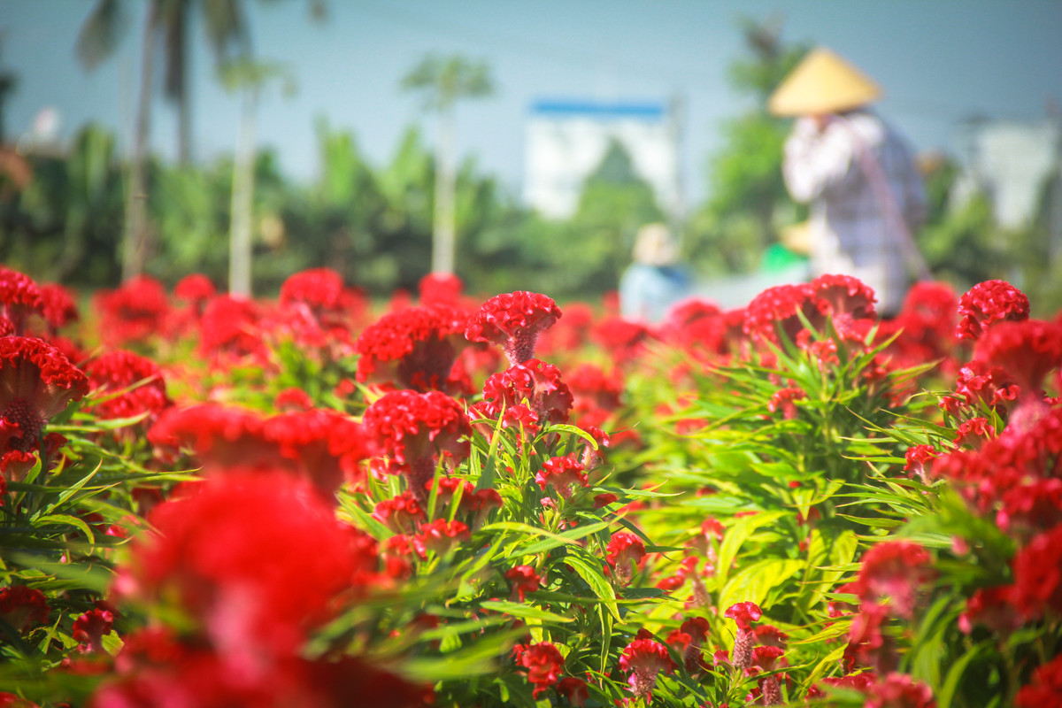 Lang hoa Sai Gon tat bat nhung ngay giap Tet Canh Ty 2020-Hinh-6