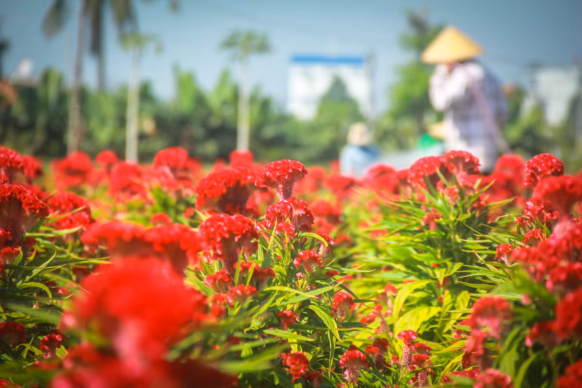 Lang hoa Sai Gon tat bat nhung ngay giap Tet Canh Ty 2020-Hinh-6