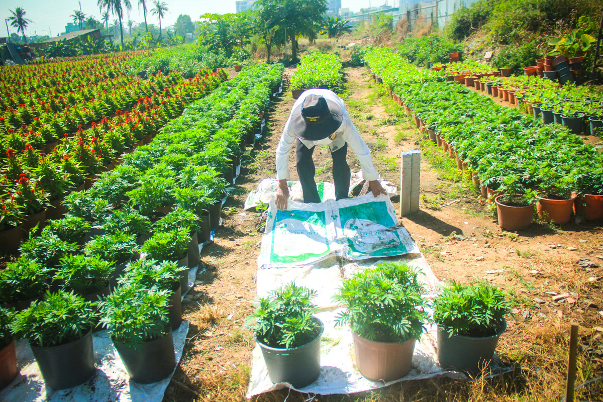 Lang hoa Sai Gon tat bat nhung ngay giap Tet Canh Ty 2020-Hinh-8