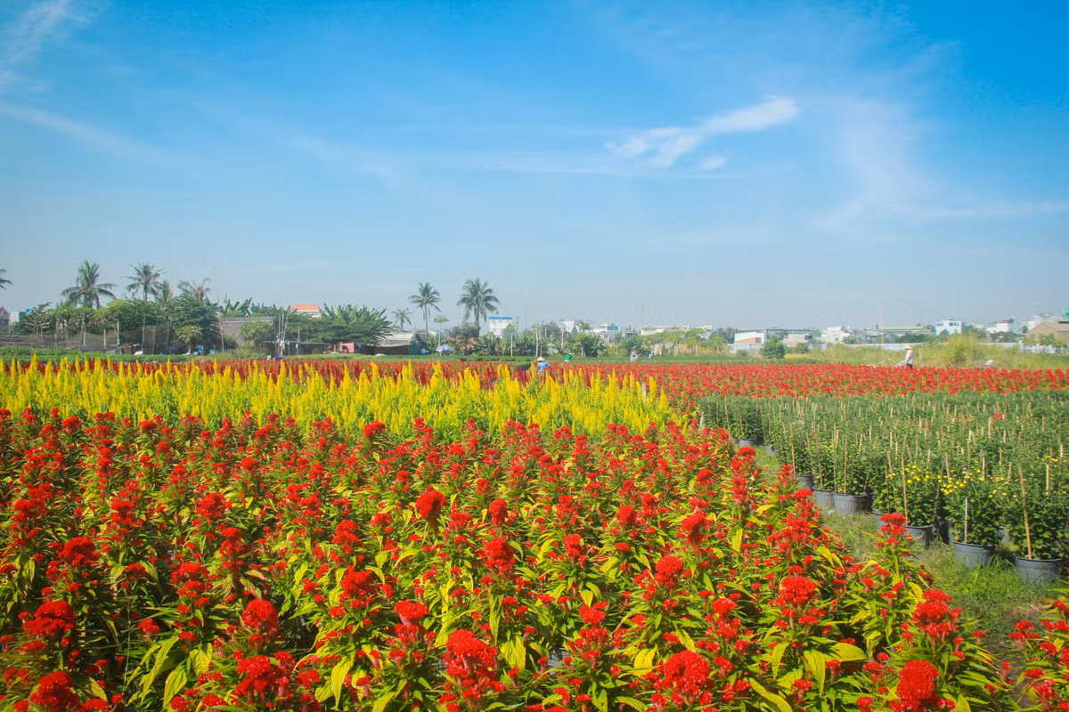 Lang hoa Sai Gon tat bat nhung ngay giap Tet Canh Ty 2020-Hinh-2