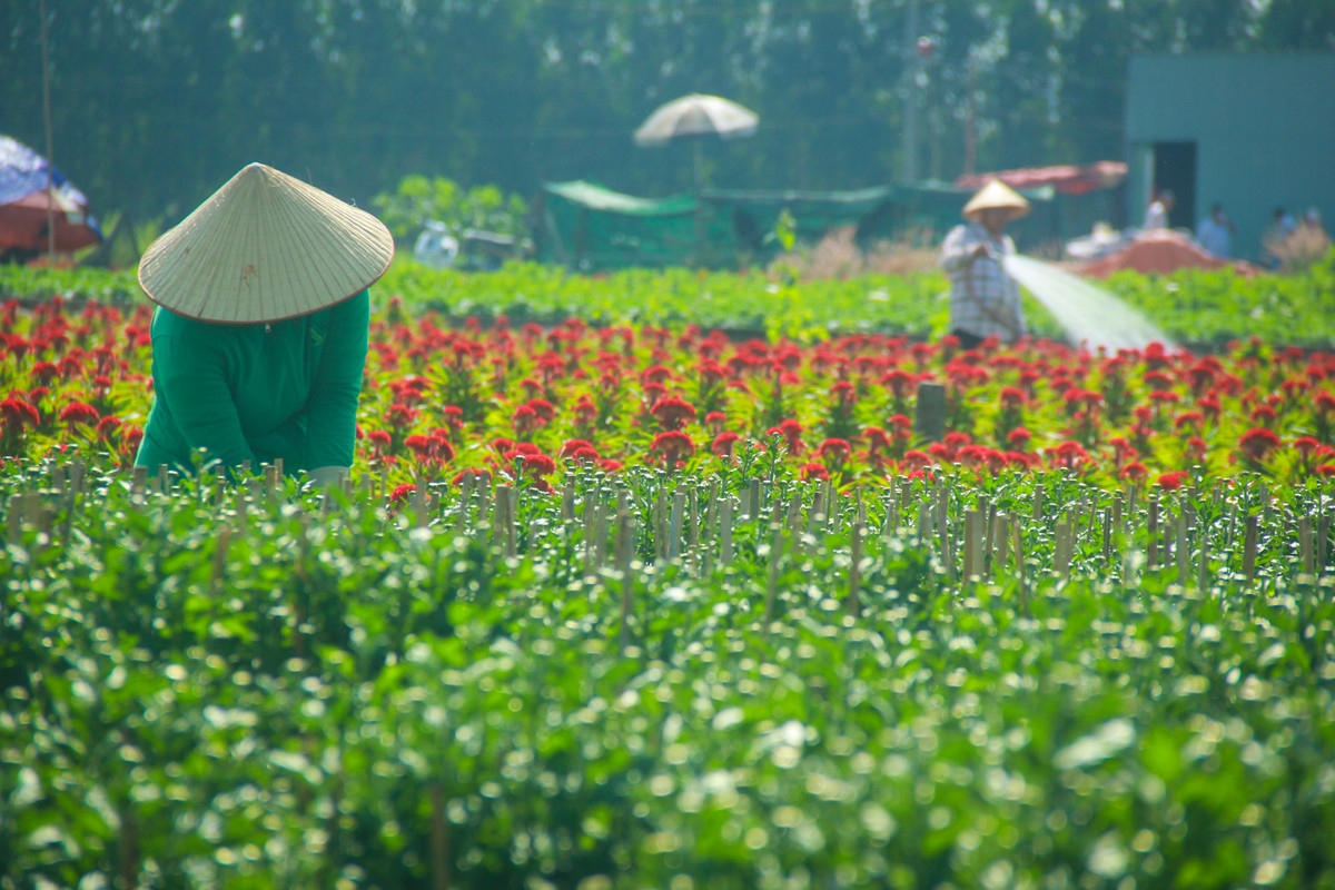 Lang hoa Sai Gon tat bat nhung ngay giap Tet Canh Ty 2020-Hinh-10