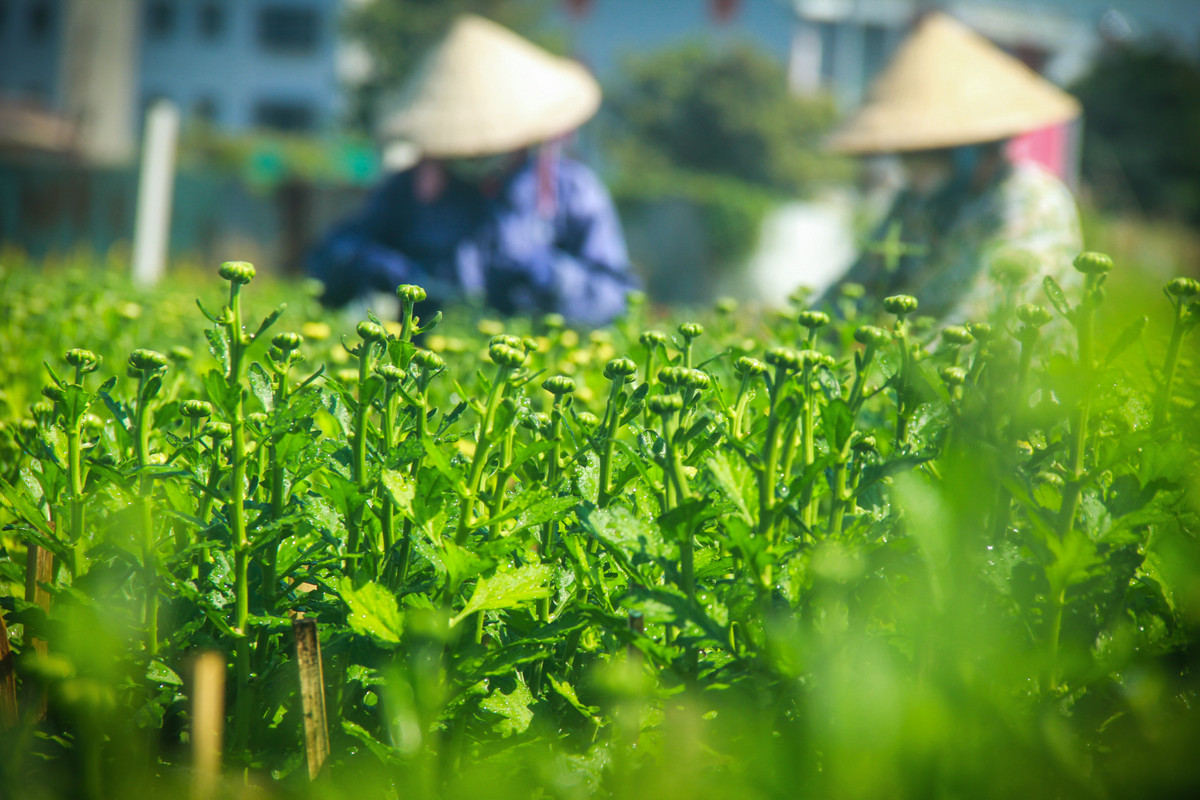 Lang hoa Sai Gon tat bat nhung ngay giap Tet Canh Ty 2020-Hinh-12