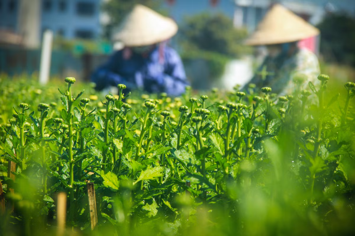 Lang hoa Sai Gon tat bat nhung ngay giap Tet Canh Ty 2020-Hinh-12