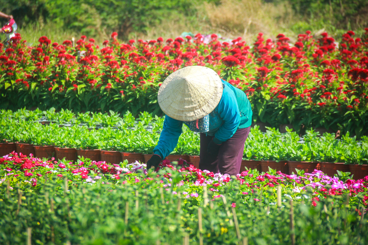 Lang hoa Sai Gon tat bat nhung ngay giap Tet Canh Ty 2020-Hinh-4