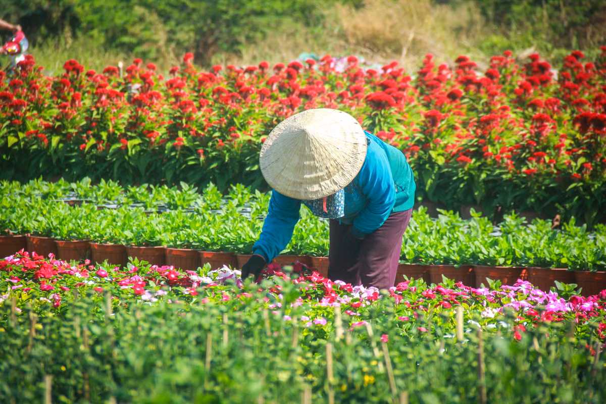 Lang hoa Sai Gon tat bat nhung ngay giap Tet Canh Ty 2020-Hinh-4