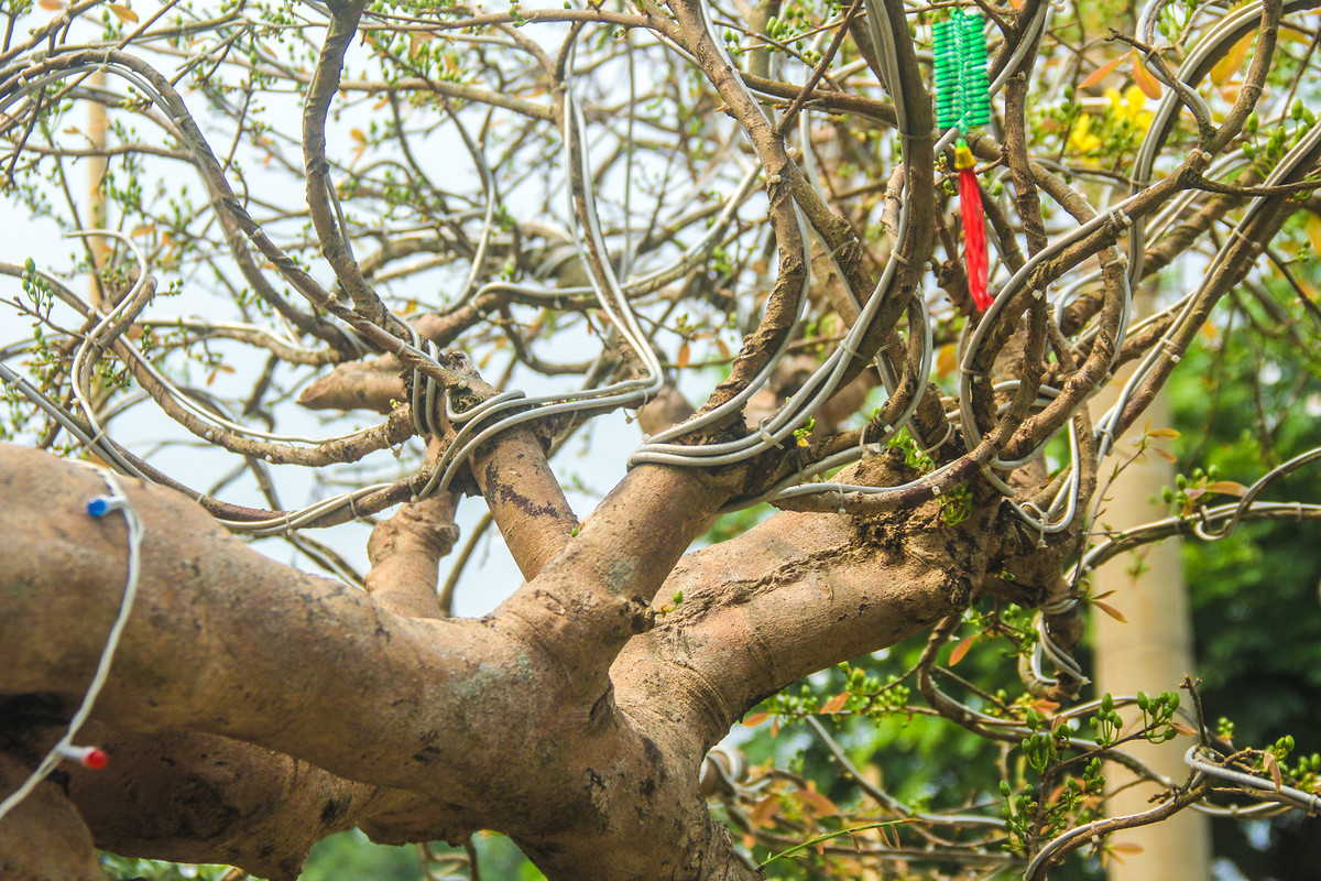 Cây mai được ông Tèo tạo dáng cho cành bằng những sợi kẽm to, uốn theo thân và cành để cố định dáng theo ý muốn.