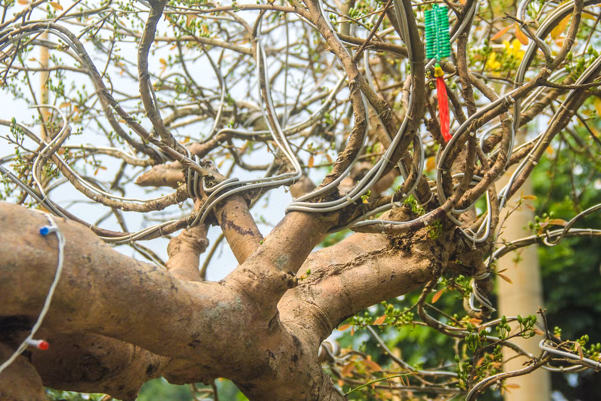 Cây mai được ông Tèo tạo dáng cho cành bằng những sợi kẽm to, uốn theo thân và cành để cố định dáng theo ý muốn.