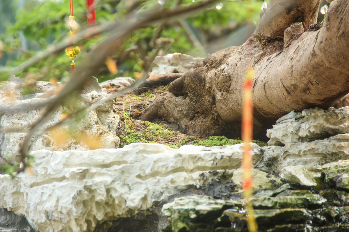 Ông Tèo cho biết, cây mai này có tuổi thọ khoảng trên 80 năm tuổi, chiều dài 5,5 m, cao hơn 3 m tính từ gốc lên.