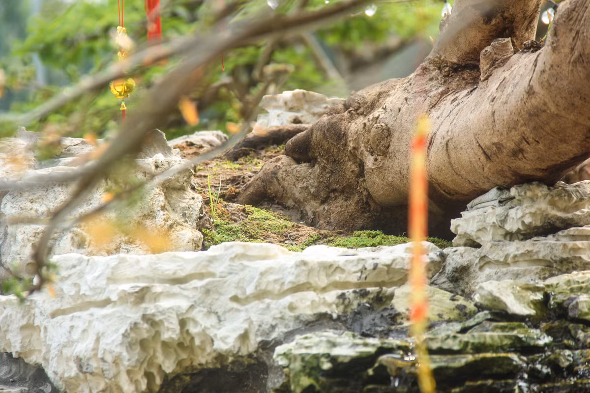 Ông Tèo cho biết, cây mai này có tuổi thọ khoảng trên 80 năm tuổi, chiều dài 5,5 m, cao hơn 3 m tính từ gốc lên.