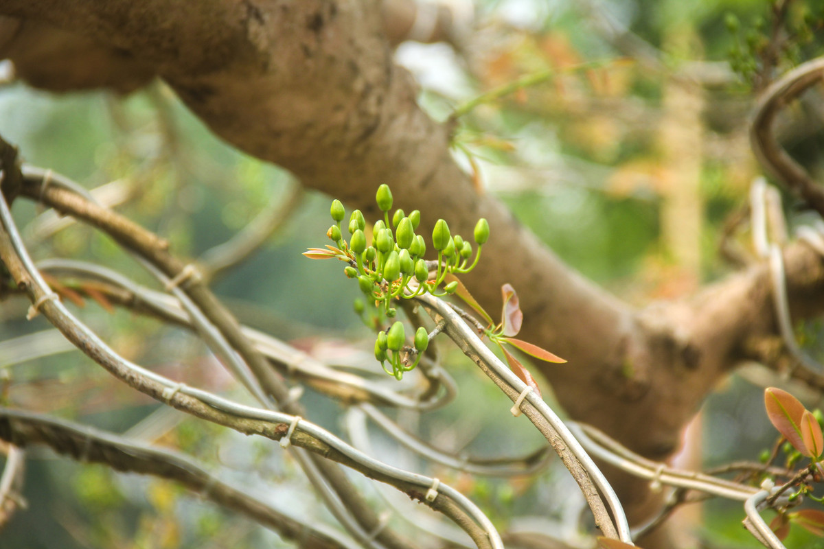 Chủ nhân của nó cho biết, năm nay mai ra hoa đúng dịp Tết, hiện tại các nụ đã bắt đầu bung, dự kiến sẽ nở đúng vào những ngày Tết.