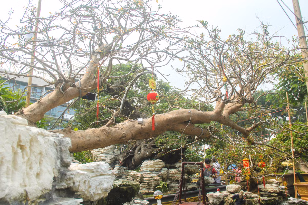 Rất nhiều người tỏ ra ngạc nhiên và trầm trồ trước vẻ đẹp hoành tráng và mức giá mà chủ nhân của nó đưa ra.