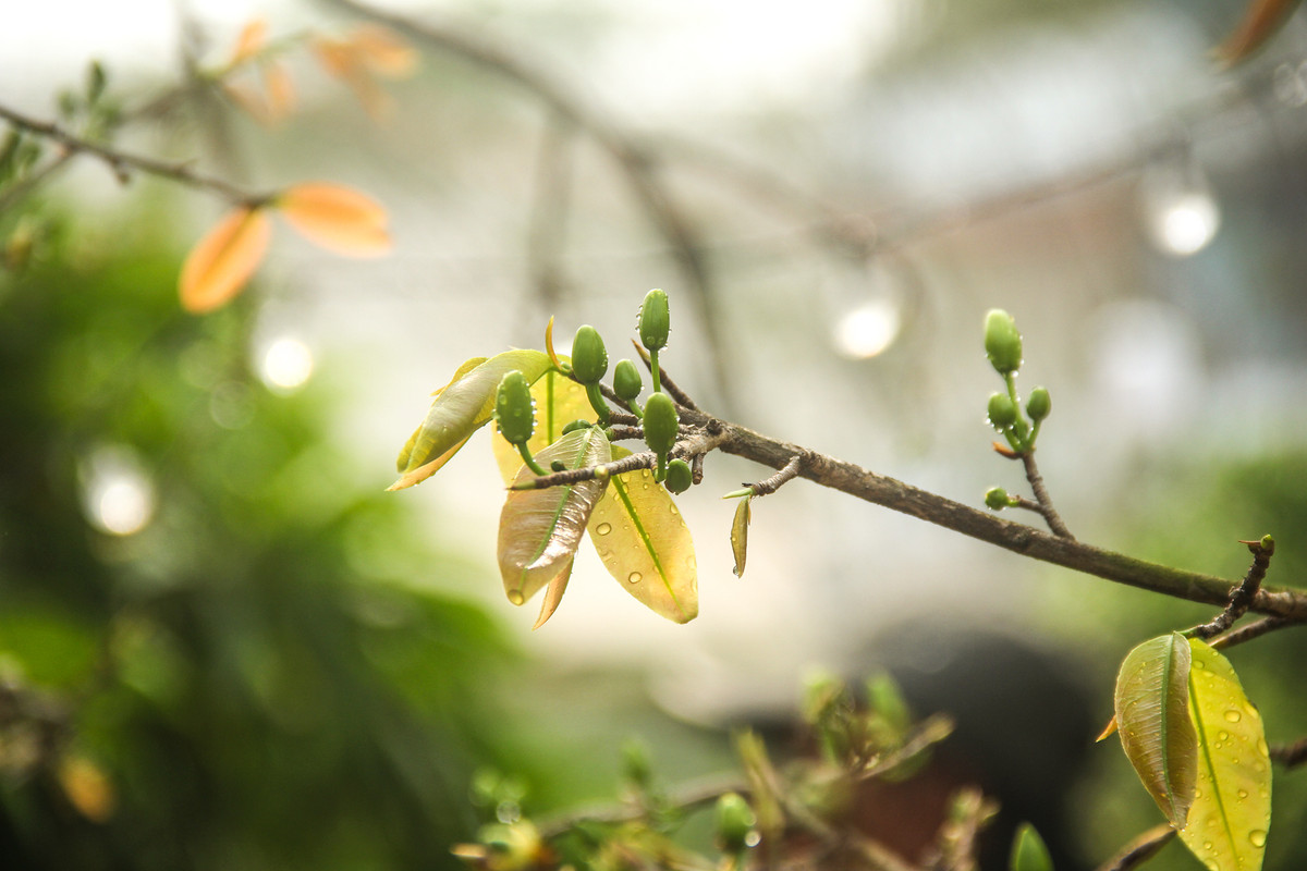 Hỏi về cách chăm sốc gốc mai này, ông Tèo cho biết không quá phức tạp, chỉ chăm sốc rất bình thường, chăm chỉ tưới nước và xử lý sâu bọ là được.