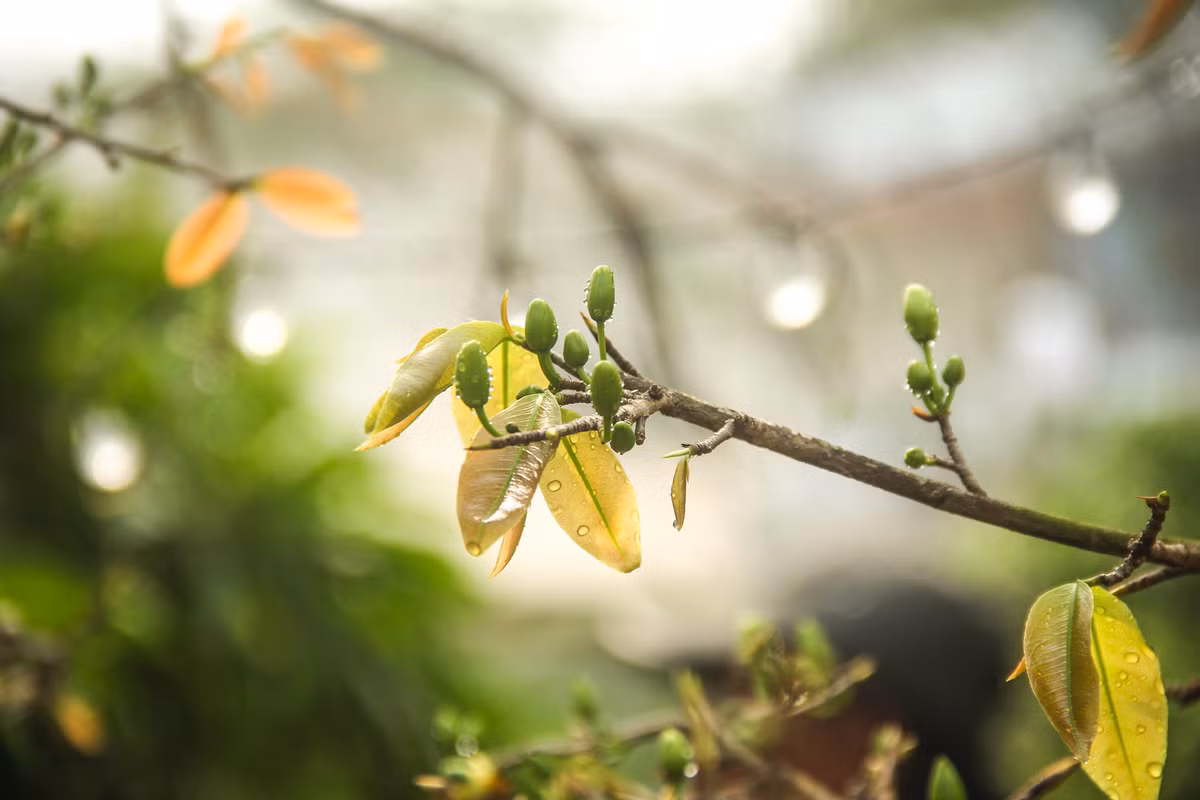 Hỏi về cách chăm sốc gốc mai này, ông Tèo cho biết không quá phức tạp, chỉ chăm sốc rất bình thường, chăm chỉ tưới nước và xử lý sâu bọ là được.