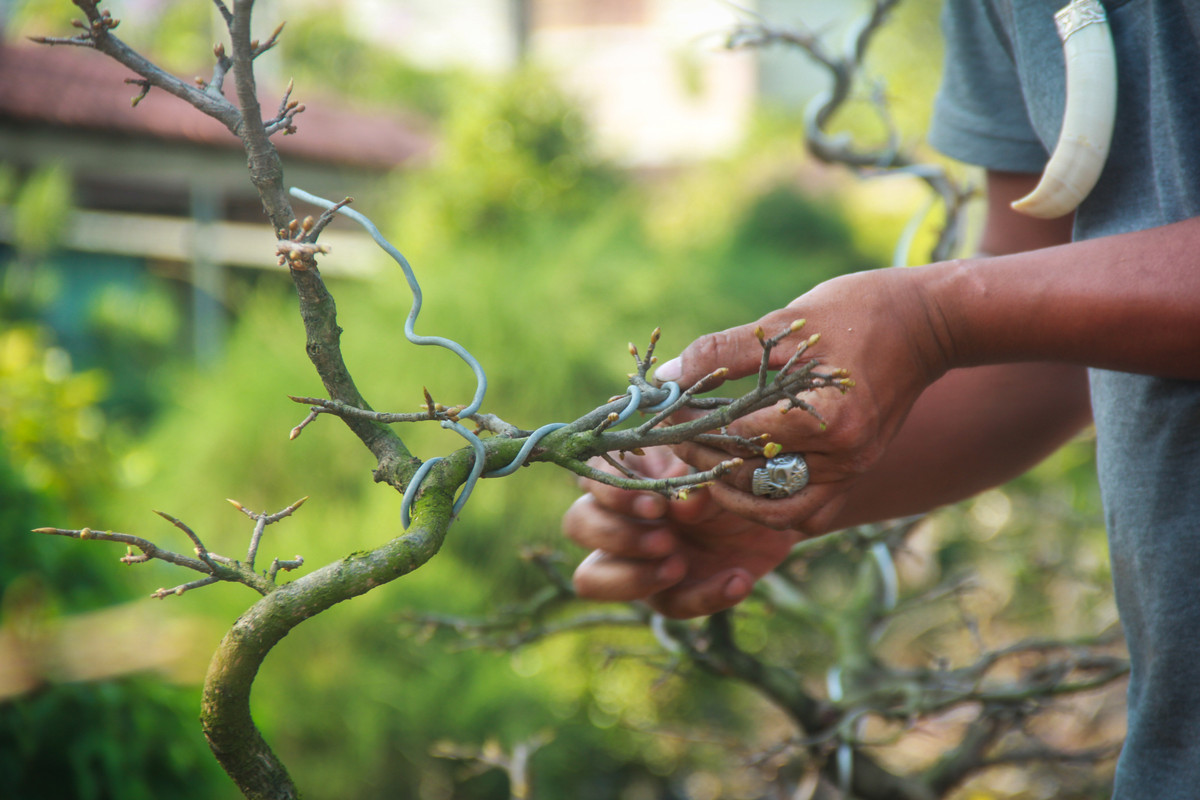 Ngat la mai dip can Tet o Sai Gon, moi ngay kiem 350.000-Hinh-4