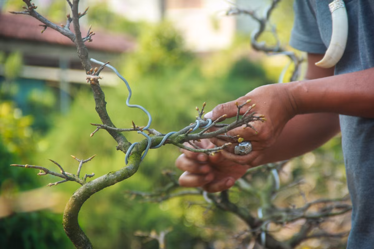 Ngat la mai dip can Tet o Sai Gon, moi ngay kiem 350.000-Hinh-4