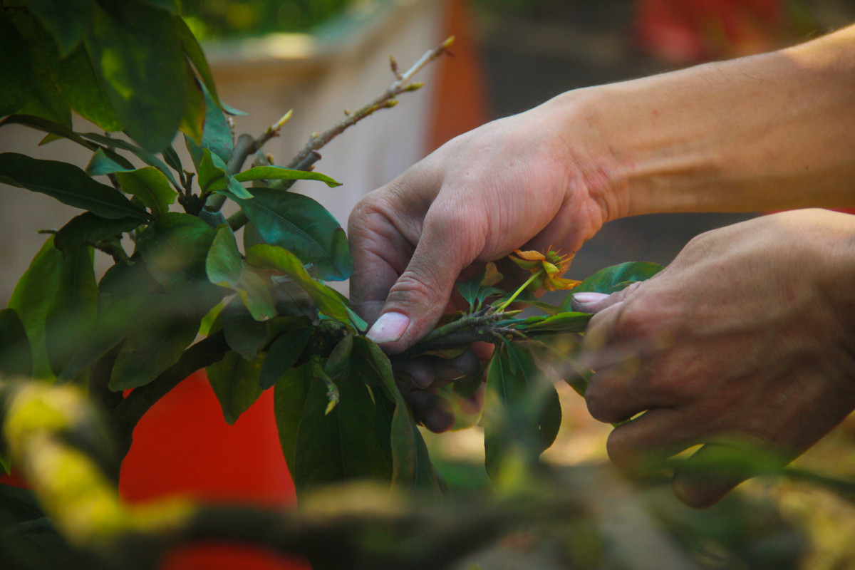 Ngat la mai dip can Tet o Sai Gon, moi ngay kiem 350.000-Hinh-3