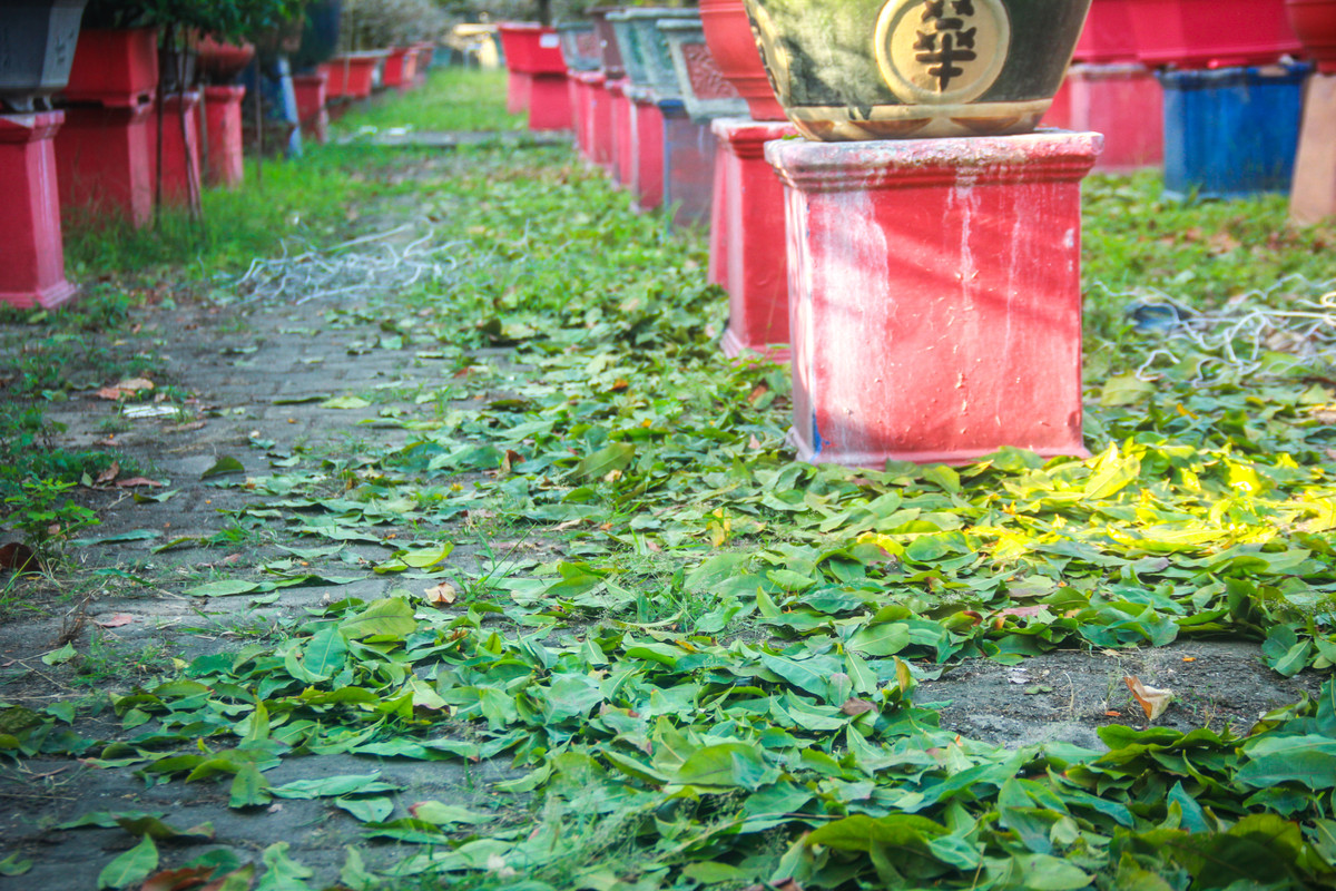 Ngat la mai dip can Tet o Sai Gon, moi ngay kiem 350.000-Hinh-7