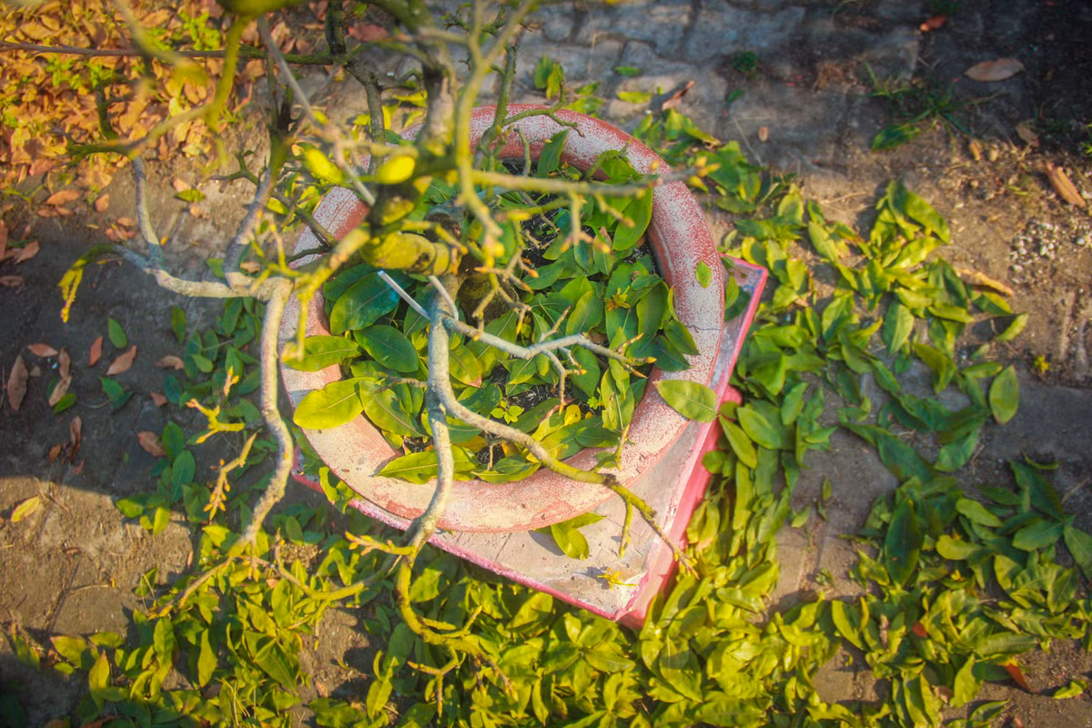 Ngat la mai dip can Tet o Sai Gon, moi ngay kiem 350.000-Hinh-6