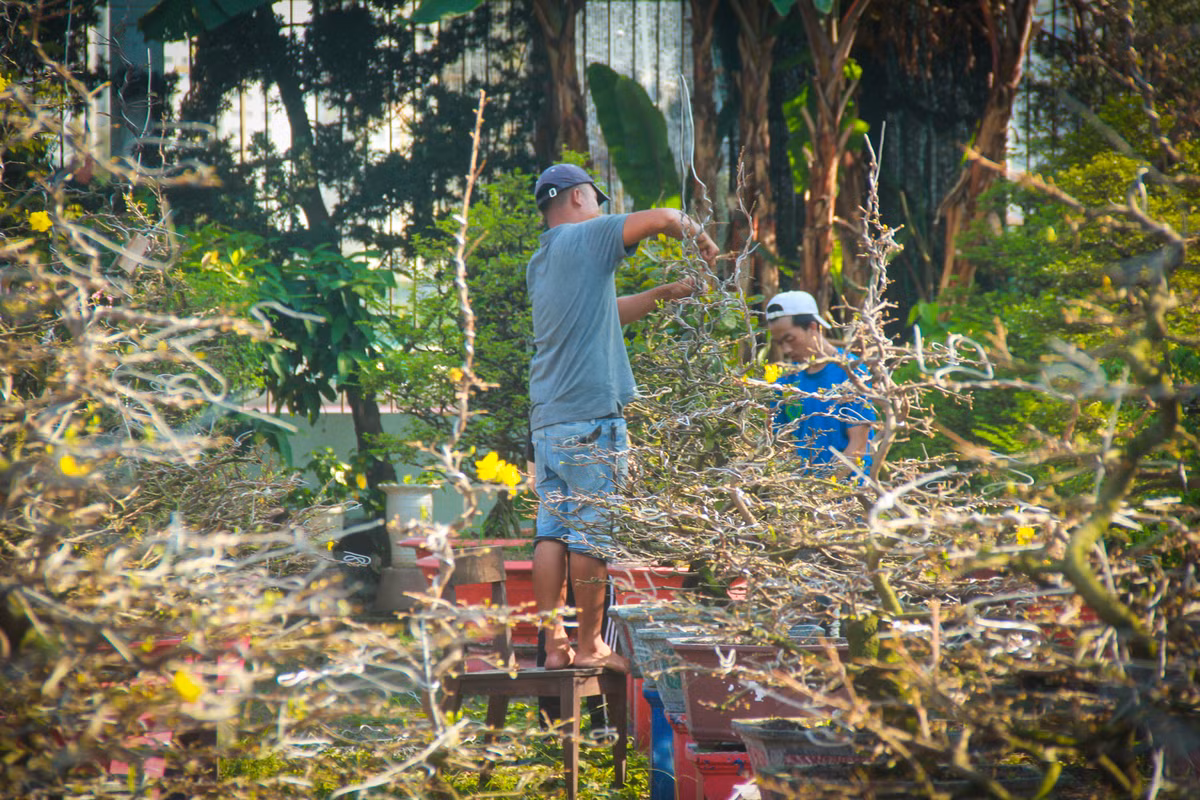 Ngat la mai dip can Tet o Sai Gon, moi ngay kiem 350.000-Hinh-9