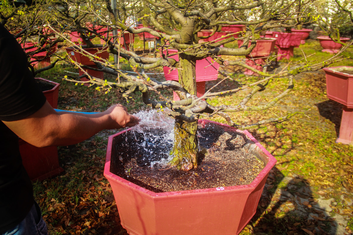 Ngat la mai dip can Tet o Sai Gon, moi ngay kiem 350.000-Hinh-8