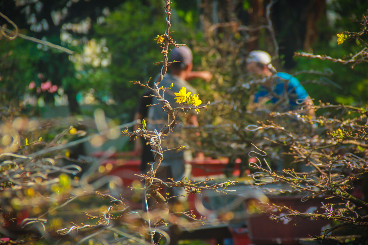 Ngat la mai dip can Tet o Sai Gon, moi ngay kiem 350.000-Hinh-5