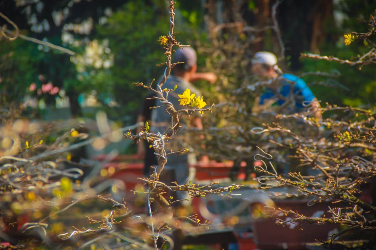 Ngat la mai dip can Tet o Sai Gon, moi ngay kiem 350.000-Hinh-5