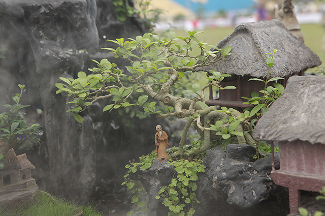 Ông Tiến mất rất nhiều công sức, trong đó khâu chuẩn bị cây mini là lâu nhất, như cây duối đầu nhà sàn ông phải uốn đến 4 năm mới xong.