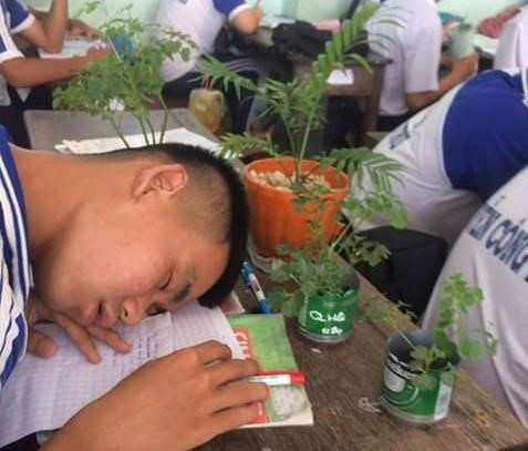 Trồng nhiều cây xanh là cách để giảm bớt nắng nóng mùa hè và cậu bạn này đã rất nghiêm túc thực hiện điều đó tại… bàn học của mình. Nhìn cậu ấy ngủ ngon lành giữa "rừng cây" cũng đủ thấy biện pháp tránh nóng này hiệu quả đến mức nào. Ảnh Mai Quang Lê.