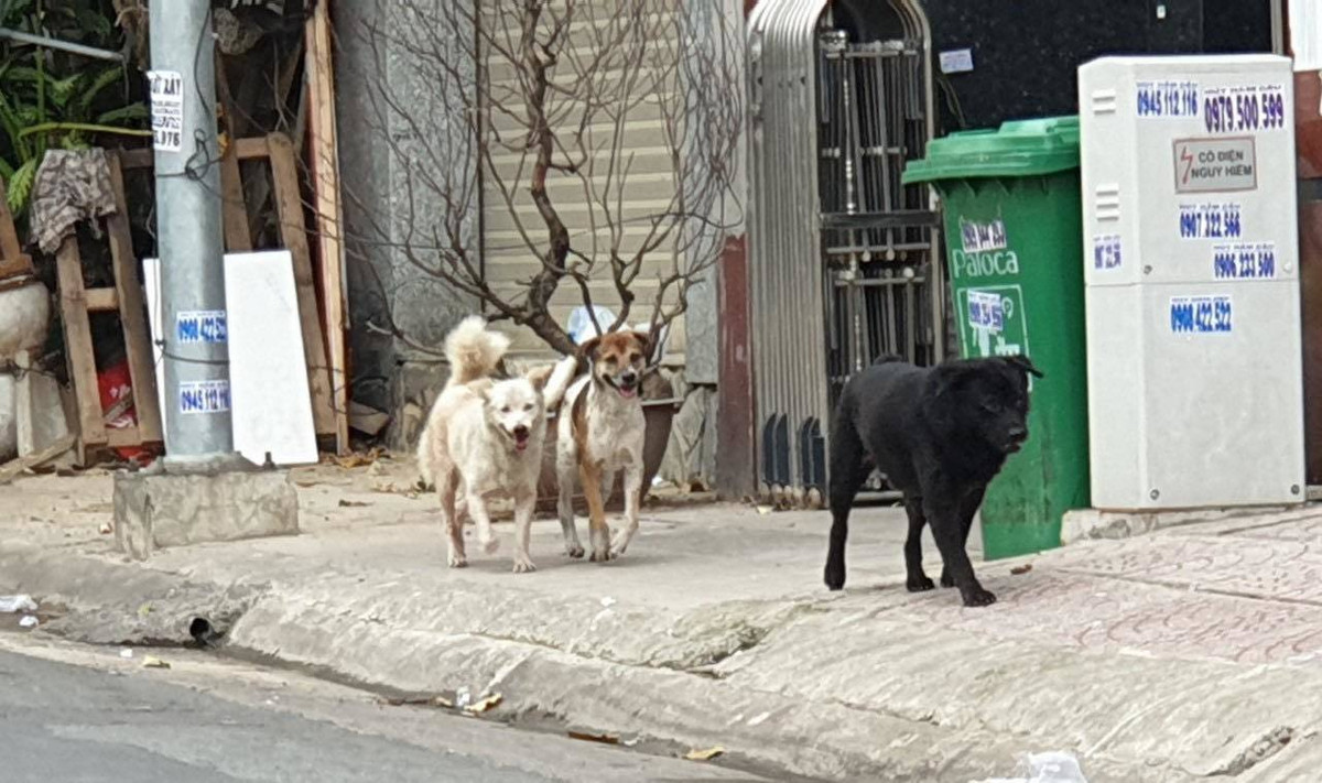 Ong Doan Ngoc Hai bi chu vat nuoi chui boi khi di bat cho tha rong-Hinh-2