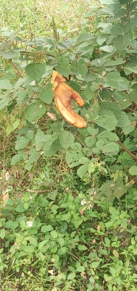 Tiếp tục rà soát, các trinh sát xác định chiếc áo đó là của Giàng Seo Nhà (SN 2005, trú tại thôn Ngài Ma Lùng Trù, xã Thải Giàng Phố, huyện Bắc Hà - học sinh lớp 10 A7, Trường THPT số 1 Bắc Hà). Cùng thời điểm này, một mũi công tác rà soát đã thu giữ được chiếc găng tay trên đống củi nhà Nhà, có đặc điểm trùng khớp với chiếc găng tay cơ quan CSĐT đã thu giữ gần hiện trường vụ án. Với những căn cứ hai đơn vị nghiệp vụ thu thập được, ngày 15/10/2020, Phòng Cảnh sát hình sự và Công an huyện Bắc Hà đã tiến hành bắt giữ Giàng Seo Nhà. 